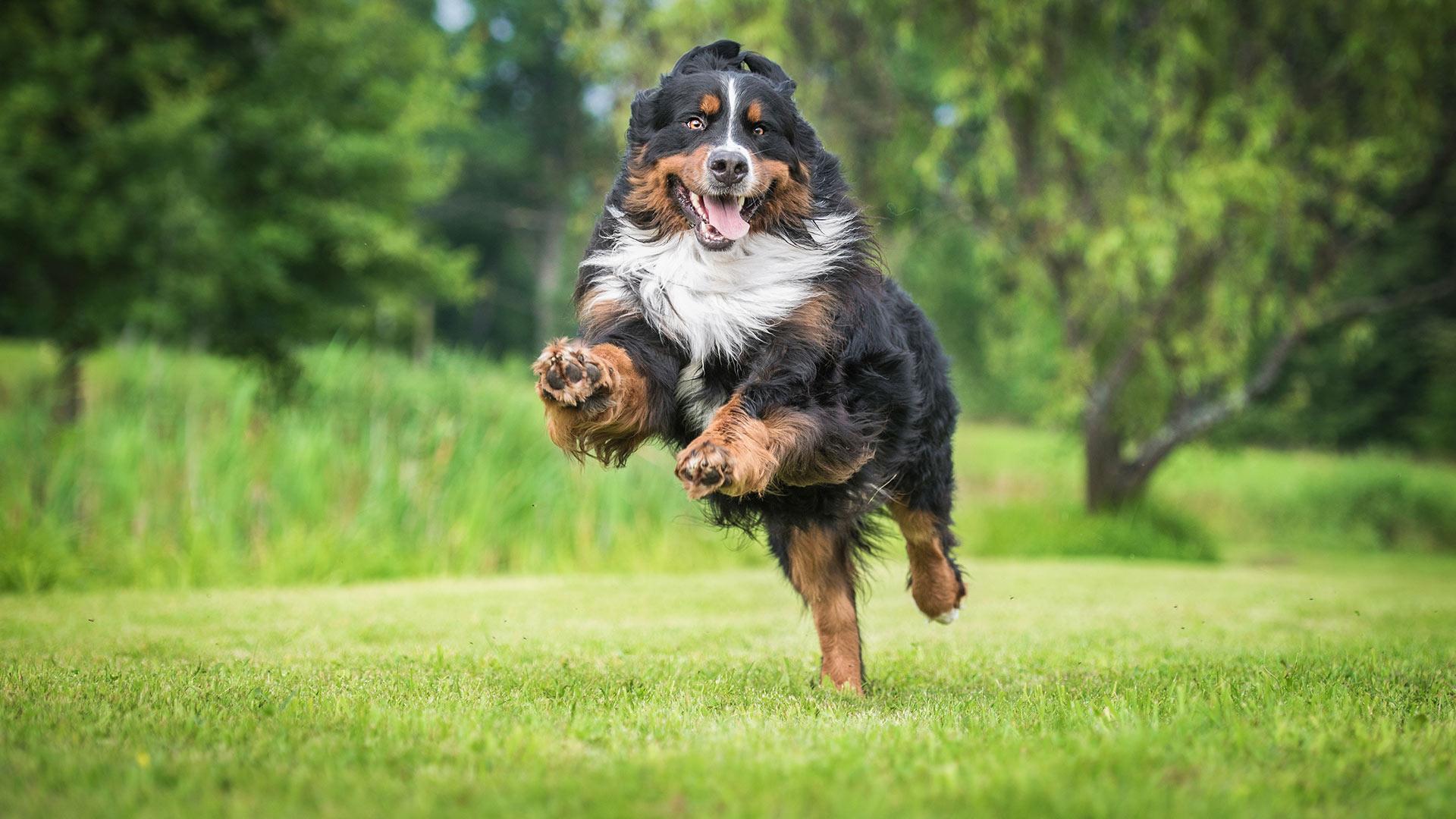 Chien heureux dans un terrain privé