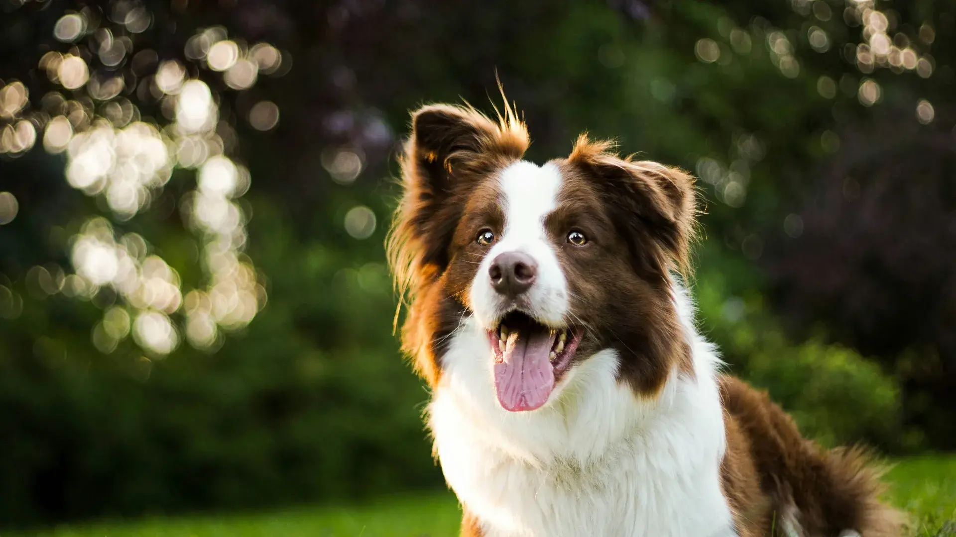 Border Collie : pourquoi un jardin ne suffit pas, et comment répondre aux besoins de la race la plus intelligente du monde